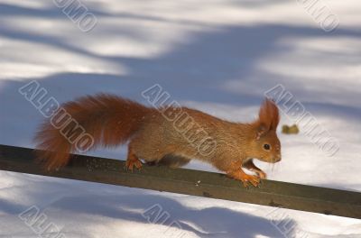 sqirrel in winter