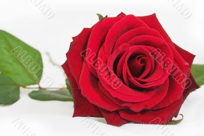 beautiful rose close up