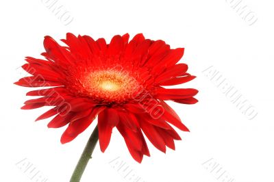 Red daisy