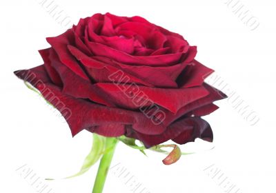 beautiful rose from side