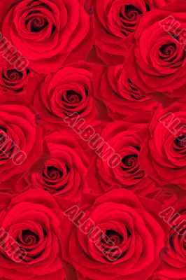 beautiful roses background