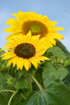 beautiful sunflowers
