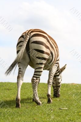 back shot of zebra