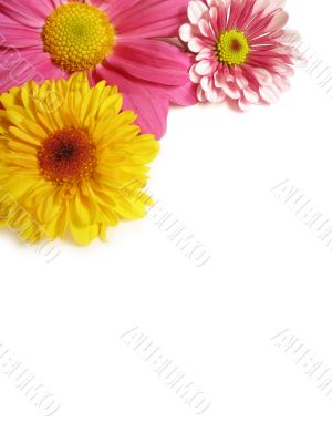 Flower corner - 2 Flower corner - 2