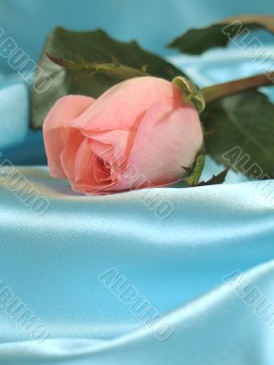 Pink rose on blue satin