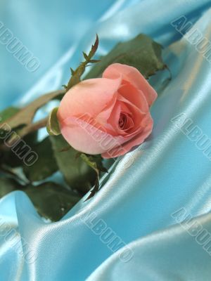 Pink rose on blue satin