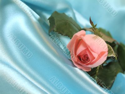 Pink rose on blue satin