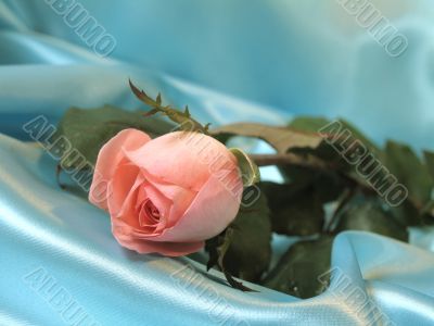 Pink rose on blue satin