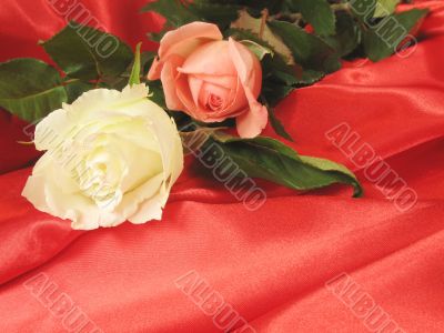 White and pink roses on red satin