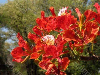 Royal Poinciana in bloom - 3