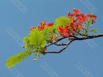 Royal Poinciana in bloom - 4