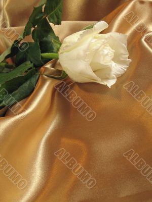 White rose on gold satin