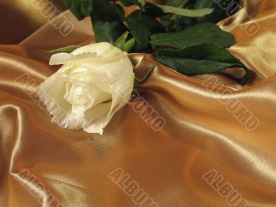 White rose on gold satin