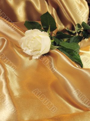 White rose on gold satin