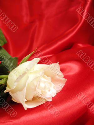 White rose on red satin