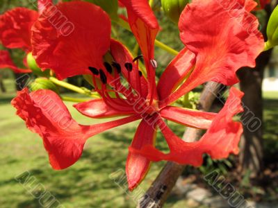 Royal Poinciana in bloom - 5