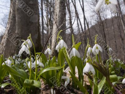 Snowdrops