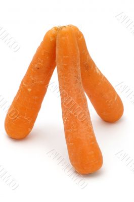 carrot