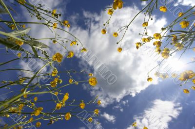 yellow flowers towards the sky