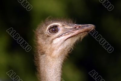 ostriches
