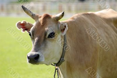 The cow on a meadow