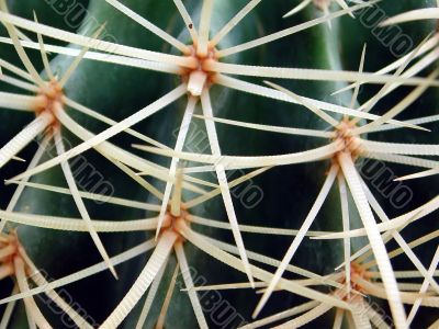 cactus cactus
