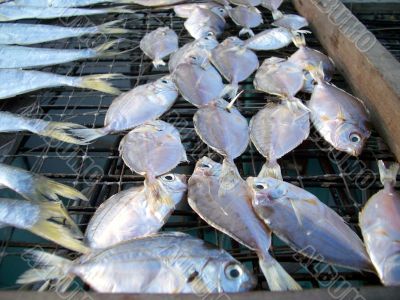 dried salty fish