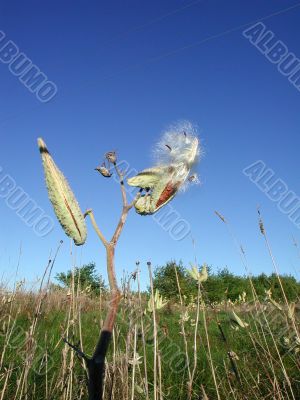 cotton field