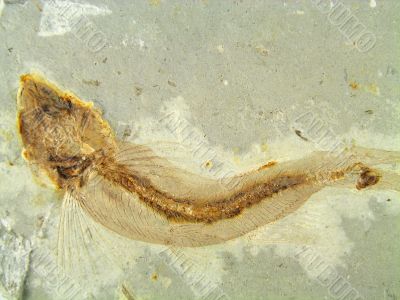 Fossil Fish