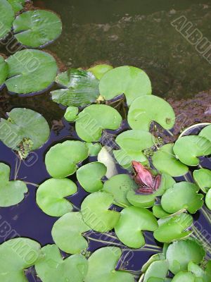 frog sitting on the leave (vertical)