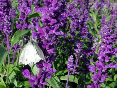 white butterfly in purple flowers
