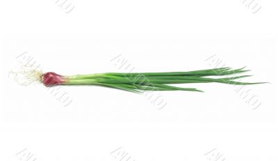 A bundle of green onion
