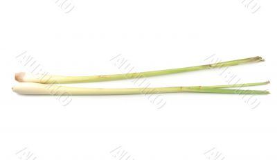 Lemon grass