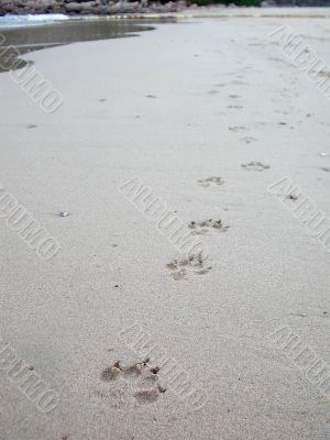 Paw prints on the beach