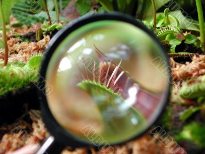 magnifier glass on a tiny plant