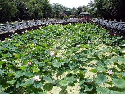 Water lily pond