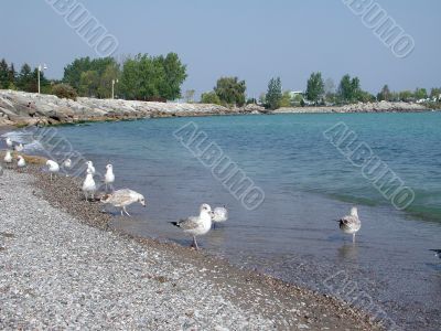 Seagulls Seagulls