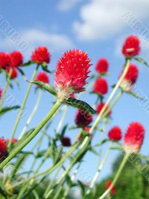 Red flower with full of vitality