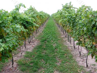 Vineyard for ice wine