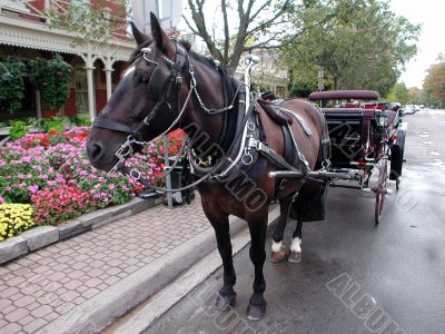 Horse car Horse car