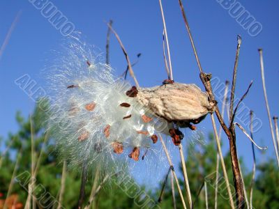 Stalk of cotton Stalk of cotton