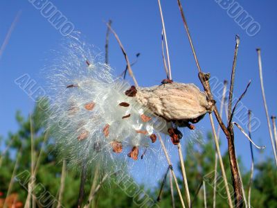 Stalk of cotton