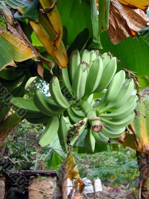 Green bananas on the tree