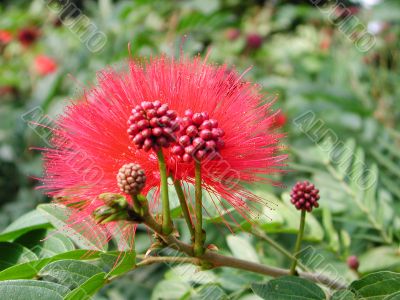 Red flower