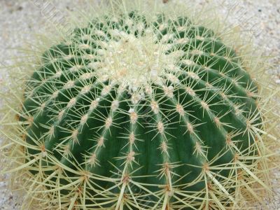 Cactus