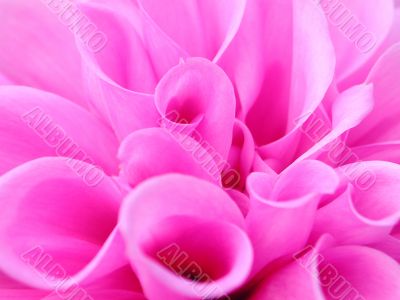 Pink peony background