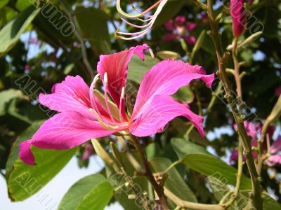 Bauhinia blakeana