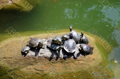 A group of turtles A group of turtles