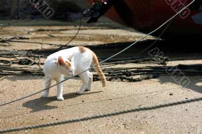 Cat playing with the line