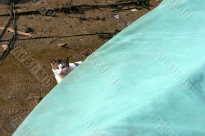 Curious kitty Curious kitty